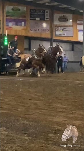 Slow motion pull #horse #bighorse #horsebreeds #pulls