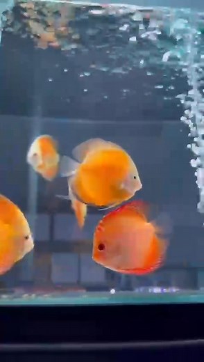 Few more yellow | Discus HQ Australia formerly Living Discus Fish