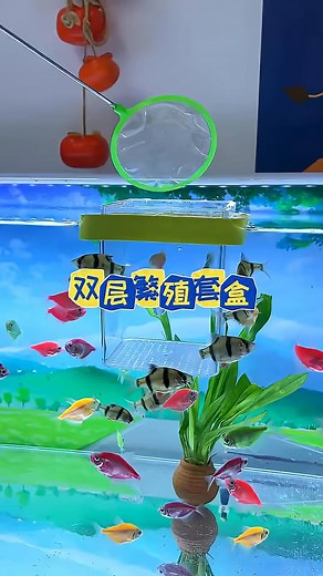 56K views · 37 reactions | It is beautiful and practical #fishkeeping #homemadefeeder #fishkeepingdiary #aquarium_tk #fish_002 | Williamina | Facebook