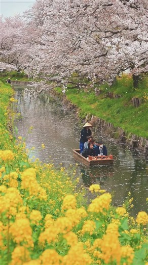 28K views · 795 reactions | The most magical time of the spring in Japan - when Sakura petals start to fall slowly with a slight wind, like snowflakes from the sky. Feels the heart with joy and happiness to see this moment. With my daughter Maria in the last few shots  #japan #sakura #kyoto #fujisan #tokyo #nara #saitama | Daniel Kordan | Facebook
