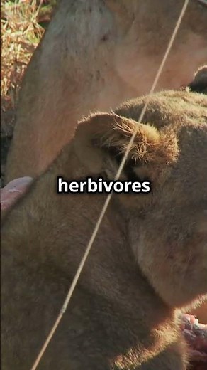 Energy Pyramid Explained in 50 Seconds!