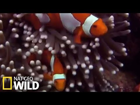 Les anémones de mer