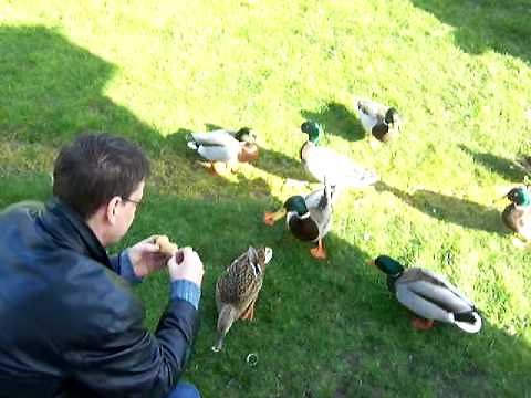 how to catch a duck...