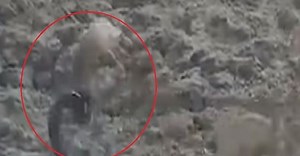 Gone Viral: Python leaps out of pond to prey on unsuspecting deer, video goes viral