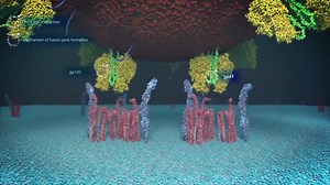 Viral entry process of HIV virus