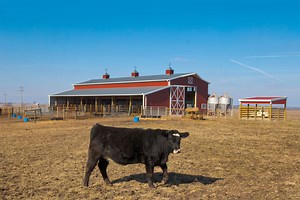 Livestock Buildings | Metal Livestock & Cattle Barns