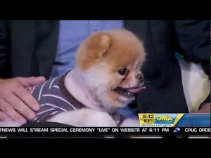 Boo - The World's Cutest Dog on Good Morning America