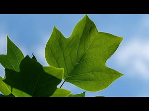 Complete Guide to Tulip Poplar Trees: How to Find Yellow Poplar