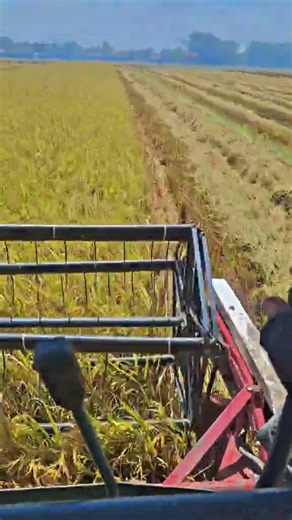 MAXXI || #combineharvester #automobile #maxxibimoterbaru #farming #maxxibimo102standar #combinepadi