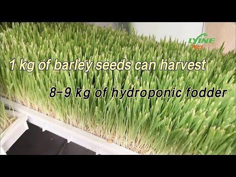 Detailed Planting Process of Lyine Hydroponic Fodder | You Can Easily Grow Barley Fodder at Home
