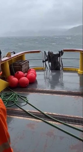 #OceanClips #DeepOcean #DangerousSea #MarineLife