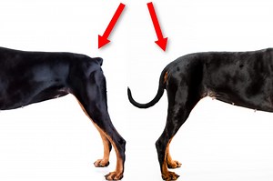 Doberman Tail Docking Pros & Cons: Should You Do It? - Doberman Planet