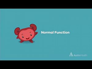 Understanding your bladder: Normal bladder function - animation