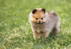 Pomeranian Puppies For Sale