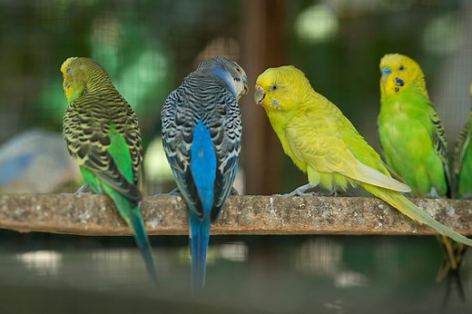 Parakeets: Everything You Need to Know - The Happy Chicken Coop