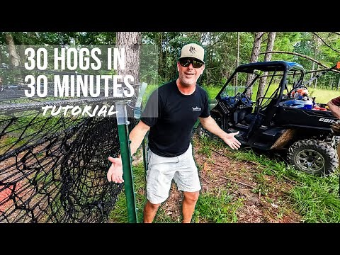 How to trap 30 feral hogs in 30 minutes. Pig Brig tutorial.