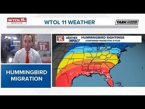 Ruby-throated hummingbird migration underway. Here's what to know