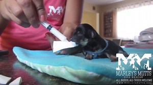 442K views · 3.5K reactions | Feeding Orphaned 7 Day Old Yorkie Pups - Sponge Method | YORKIES | Facebook