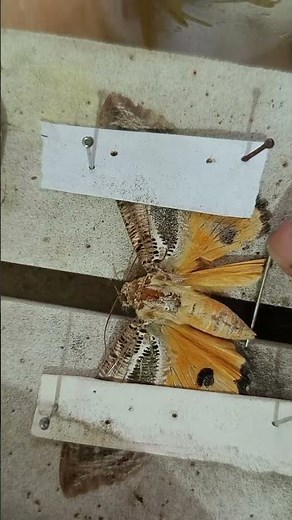 How to set a Fruit-Sucking Moth in a Setting Box #bugbrains #insects