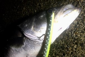 【fimo Staff Log】 【fimoショップ】 fimoフックHタイプ販売のお知らせ