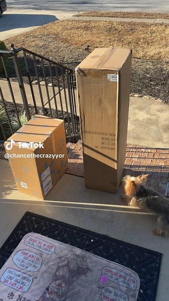 Crazy Yorkie vs. Big Boxes: Epic Barking Challenge