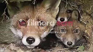 Baby Dolittle World Animals (Extended Version)