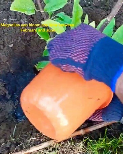 🌸 Ultimate Guide to Planting and Caring for Magnolia Tree : Tips for Spectacular Blooms! 🌳 | #tree