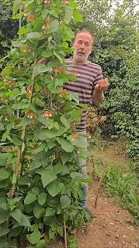 Runner Bean (phaseolus coccineus) #herbs #gardening #permaculture #vegetablegarden #climbingplants