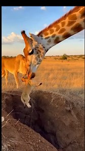 2.2M views · 20K reactions | Today we watched a gentle giant step in where nature needed a helping hand. A giraffe carefully lifted a lioness’s stranded cub out of a deep hole, one soft grip at a time. Nature’s heart is bigger than we think. ❤️✨ AI GENERATED #WildlifeMagic #SafariStories #OnlyInAfrica #KrugerMoments #NatureIsIncredible #RespectTheWild #OnceInALifetime | MasonA | Facebook