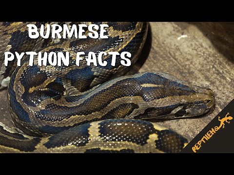 These Burmese Python Facts will Surprise You!