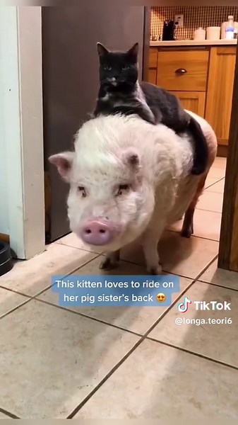 Rescued Pig Finds Loving Home After Truck Incident