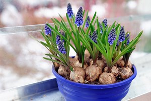 How to grow bulbs in containers