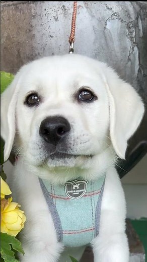 This Adorable White Lab Puppy Will Melt Your Heart 🐾 | Sweet Retriever in Action! #loyallabradors