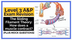 The Sliding Filament Theory: How does a muscle contract?