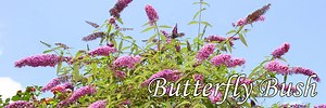 9 Butterfly Bush Varieties for Every Garden