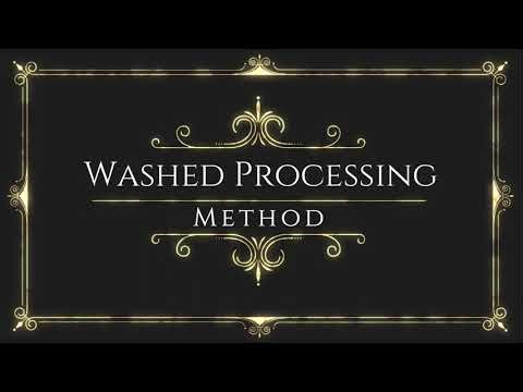 Washed (Wet) - Coffee Processing Method
