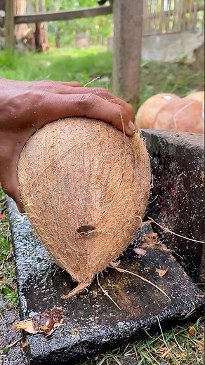 skill of removing cone coconut from its shell
