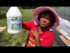 DON'T KILL YOUR CROPS ~ Let's Properly Mix Fish Emulsion ~ It STINKS But It WORKS!