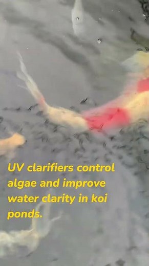UV Clarifiers in Koi Ponds: Are They Necessary?