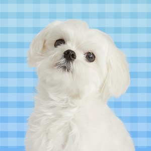 These Adorably Small Dog Breeds Stay Tiny Forever