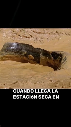 El pez pulmonado africano, perteneciente al género Protopterus, es un pez de agua dulce con una característica única: la capacidad de respirar tanto con branquias como con pulmones. Esto les permite sobrevivir en ambientes acuáticos que pueden secarse, como pantanos y ciénagas. | Mundo Agropecuario