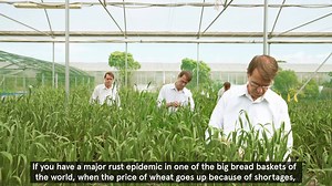 Sydney researchers are at the forefront of the global fight against wheat rust. By combining pathology, genetics and breeding techniques, they're creating new weapons in humanity’s fight for food security. | University of Sydney