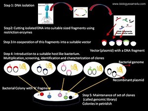 Genomic Library: Definition and Steps in the Construction of Genomic Library