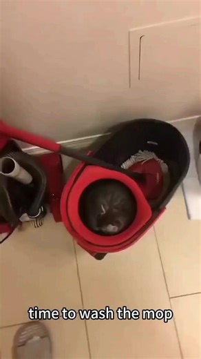 Funny cat planet (@funny.cat.planet)’s videos with original sound - Funny cat planet