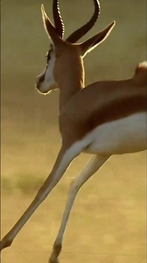 Springbok — The Leaping Antelope
