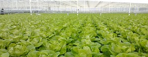 Our growing systems - Green Automation