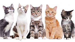 Cat Colors - Unravelling The Secrets Of Cats' Beautiful Coats