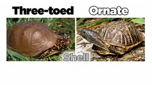 ORNATE vs THREE-TOED BOX TURTLE -- Both of these common box turtles have similar features. AskMDC provides some insight on how you can tell them apart. #WisdomWednesday -- Kristie@MDC | Missouri Dept. of Conservation