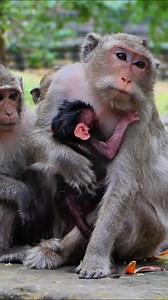 14K views · 461 reactions | Today’s Gentle Newborn,Healthy Baby Monkey So Adorable | Alien TV | Facebook
