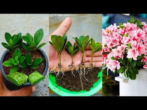 How to grow azalea plant from cuttings in simple way with updates